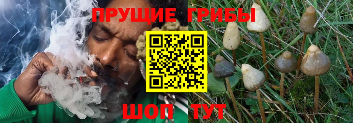 Галлюциногенные грибы Psilocybine cubensis Бугуруслан